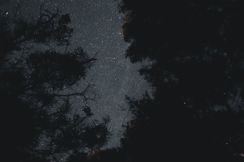 夜森林, 戶外, 明星 的 免费素材图片