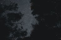Directly Below Night Sky in Forest