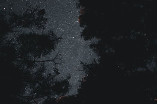 Directly Below Night Sky in Forest