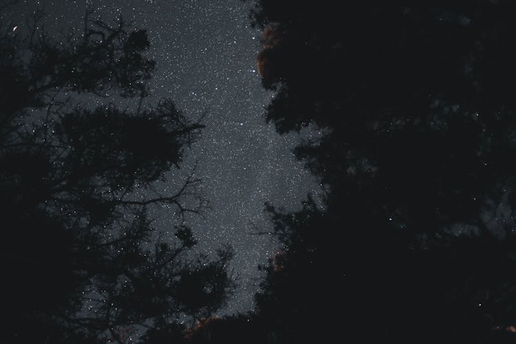 Directly Below Night Sky In Forest