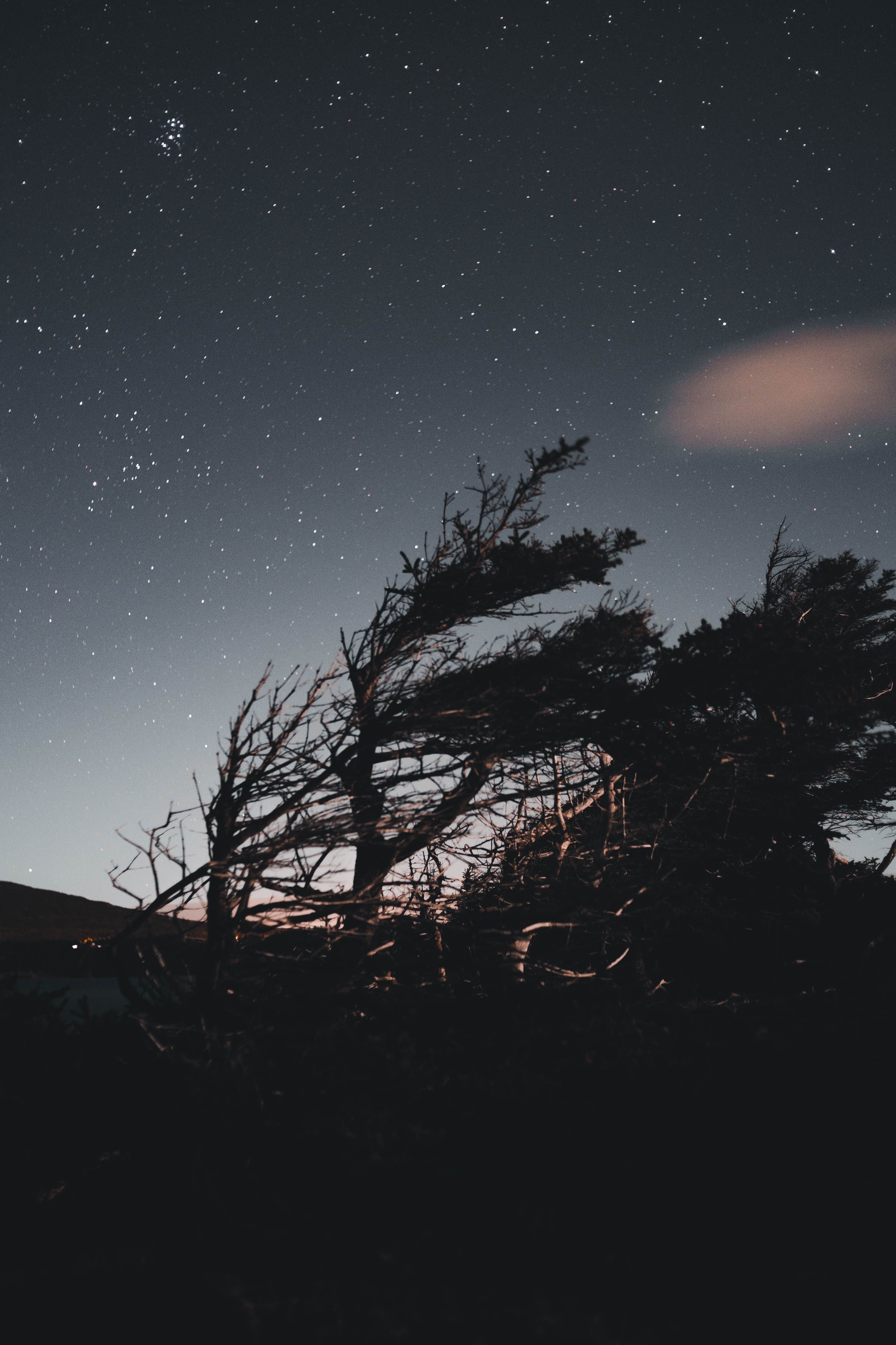Silhouette of Trees Under a Starry Sky · Free Stock Photo