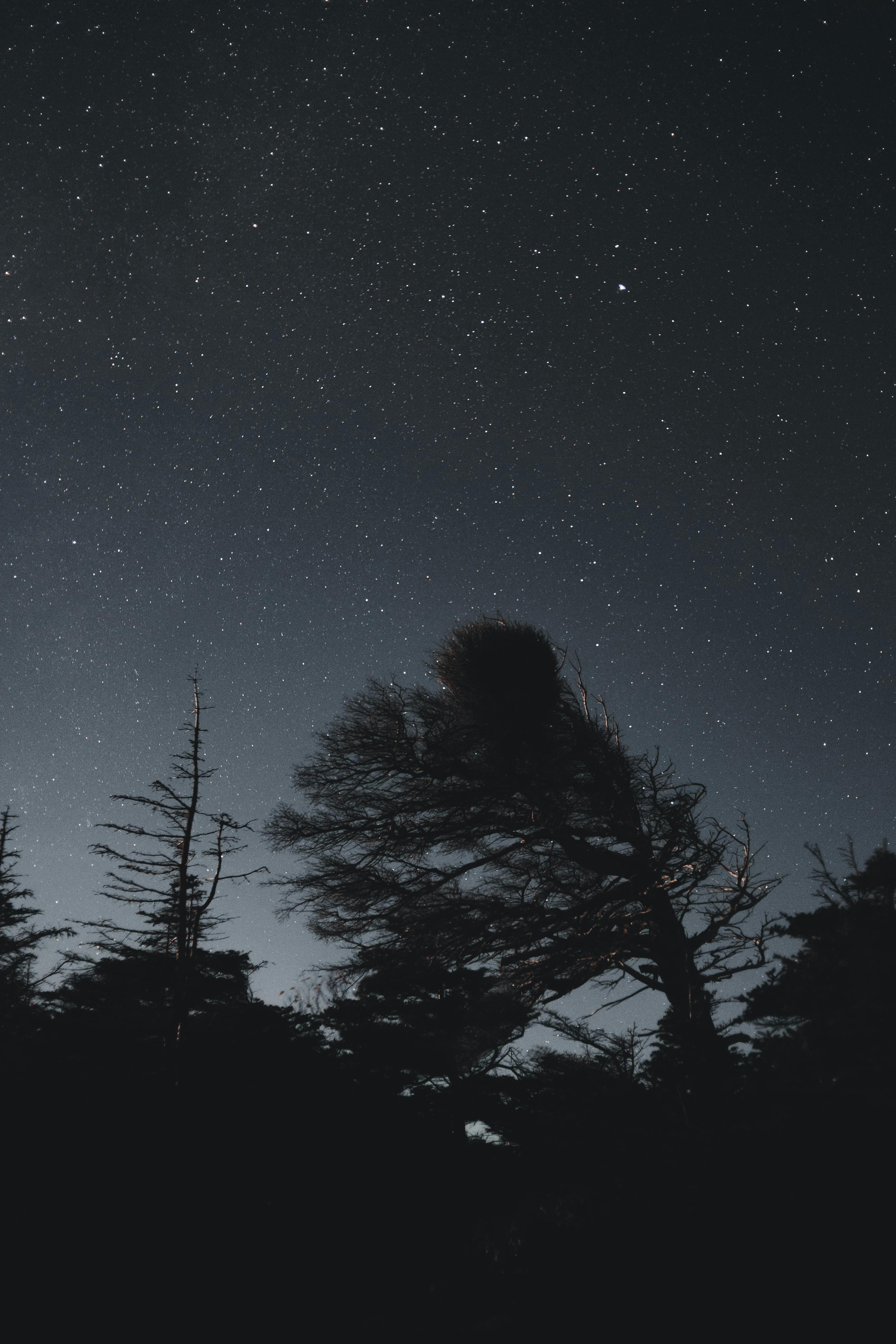 Forest at Night · Free Stock Photo