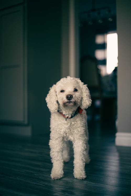 Portrait of White Dog