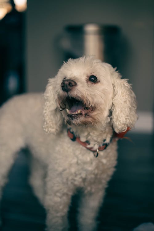 Portrait of White Dog