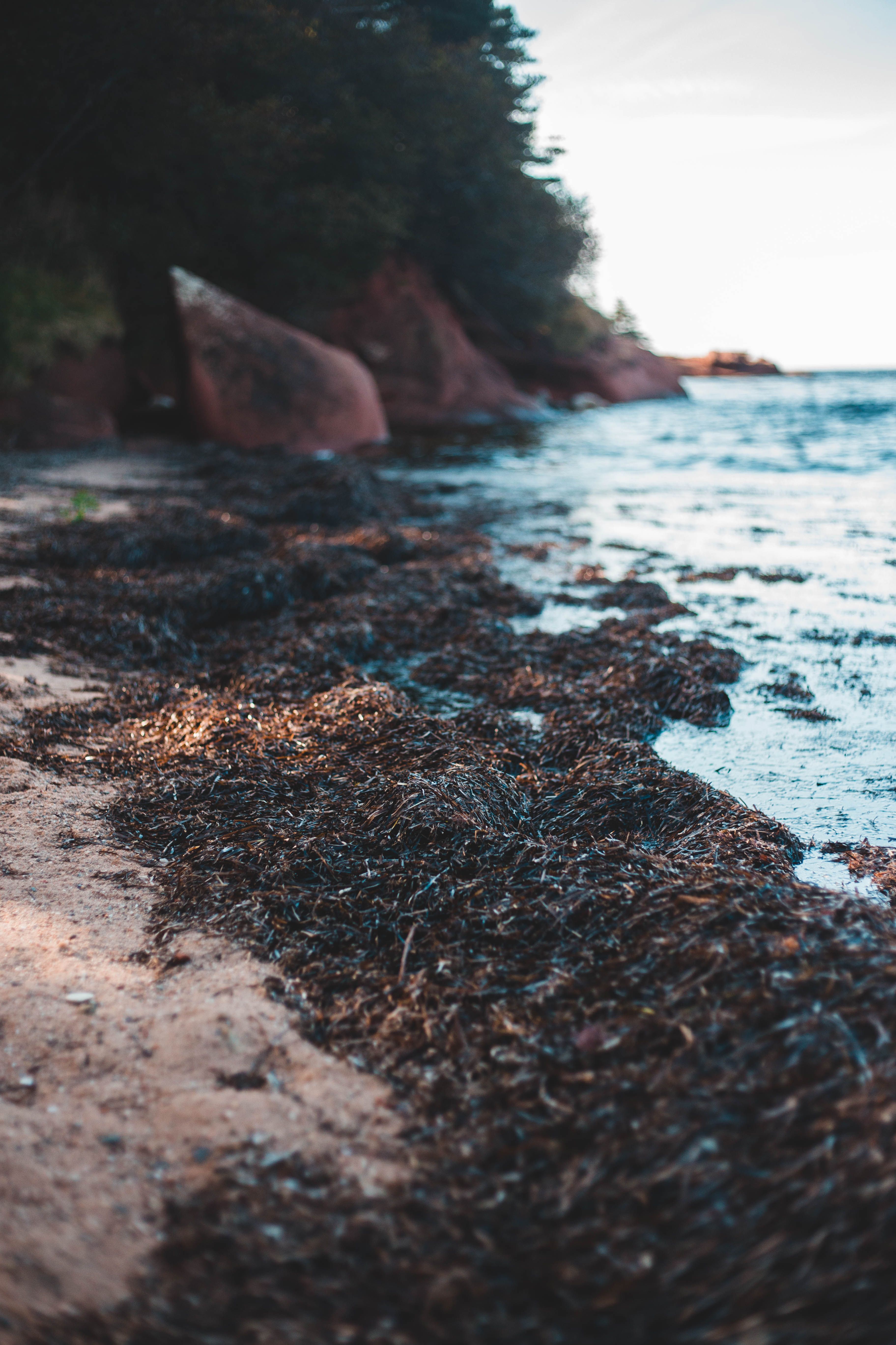 64+ Best Free Algae Stock Photos &amp; Images · 100% Royalty-Free HD Downloads