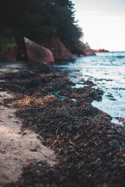 Free A serene beach scene featuring seaweed and the ocean shore under a blue sky. Stock Photo