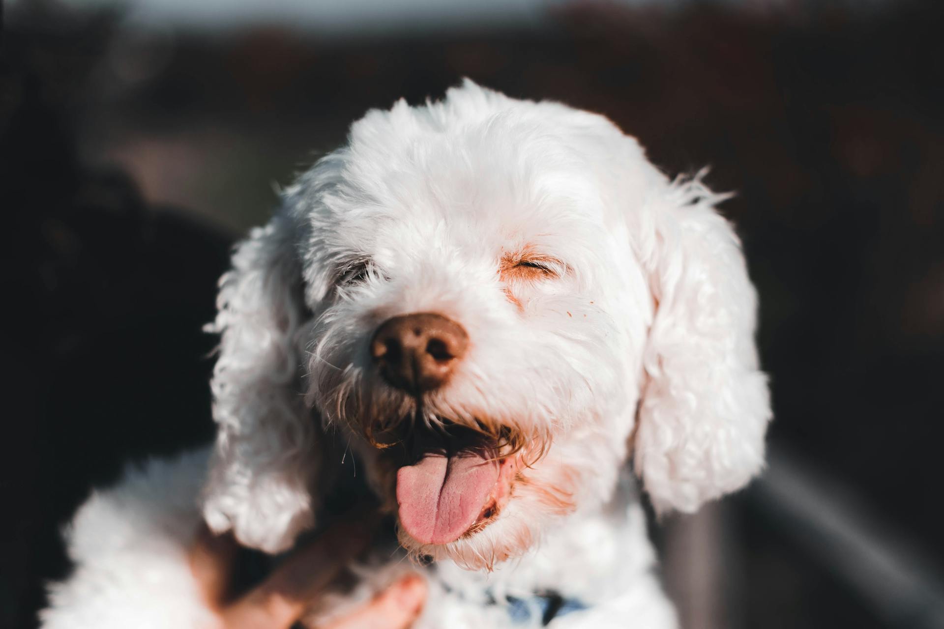 Portrait of White Dog Held on Human Arms