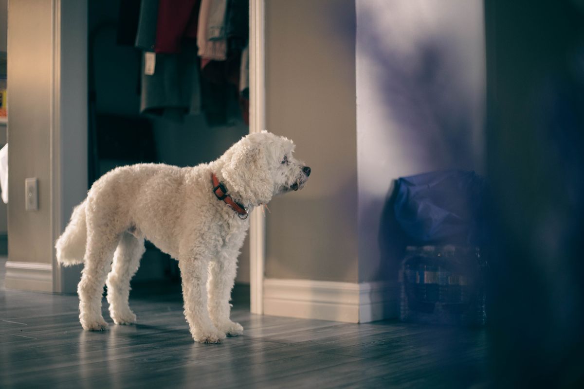 A small dog resting indoors while care supplies can be kept nearby.