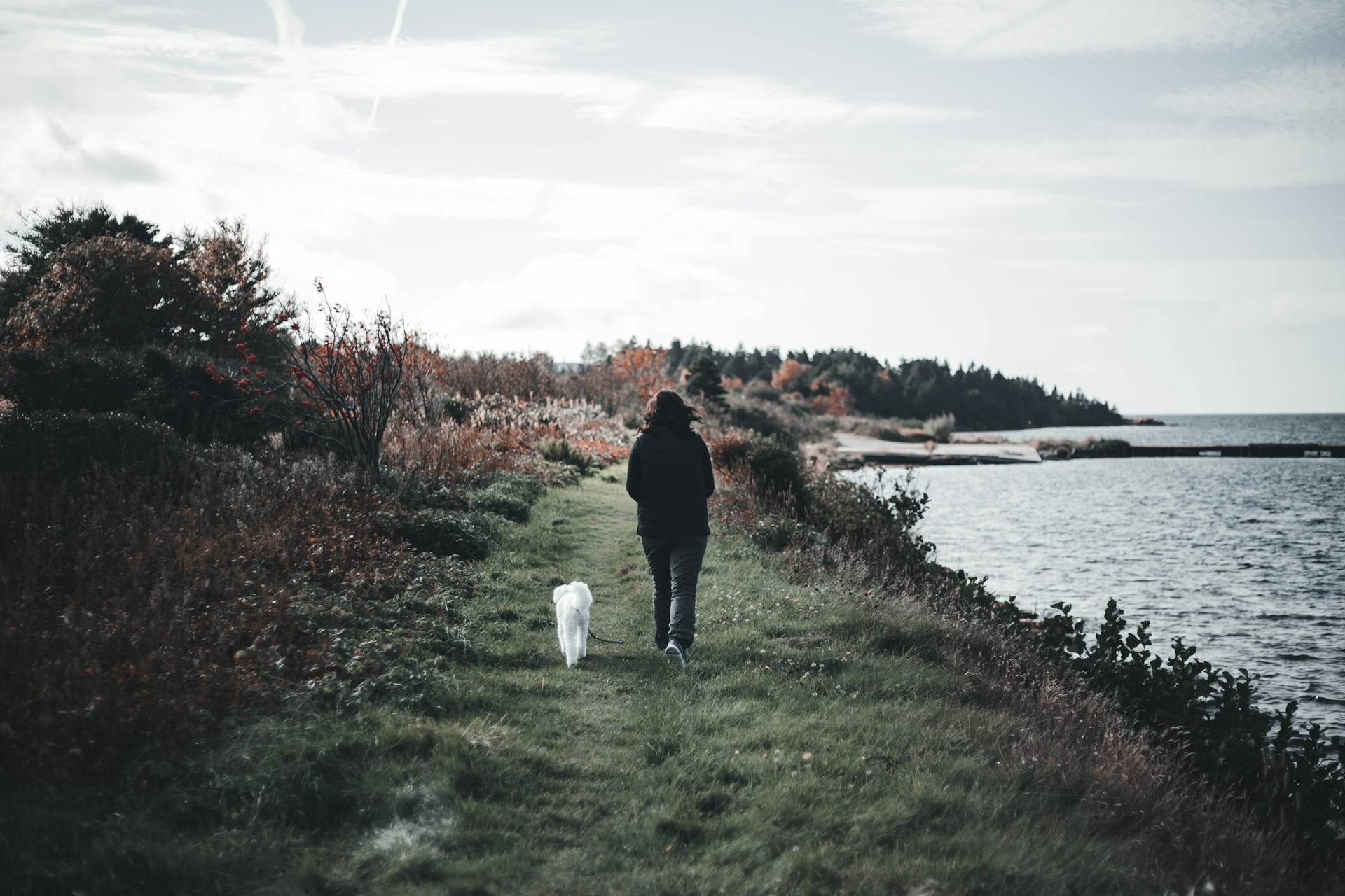 Person Walking With Dog Along Seashore