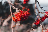 Photography of Rowan