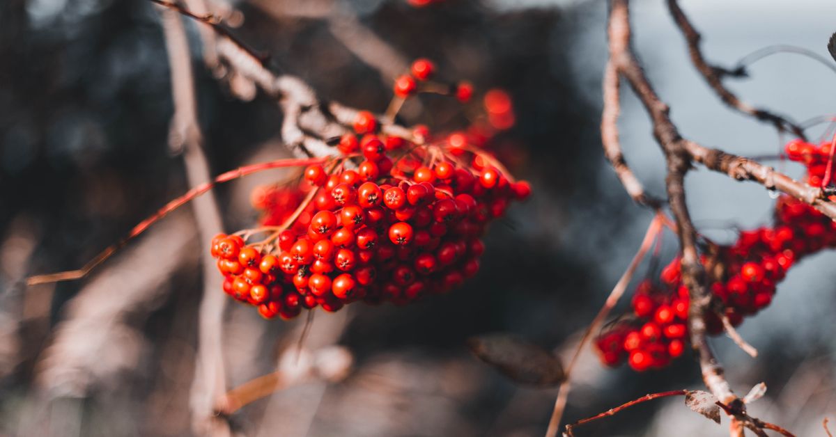 Red berries on a bare branch in winter light