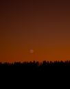 Silhouette of Trees during Sunset
