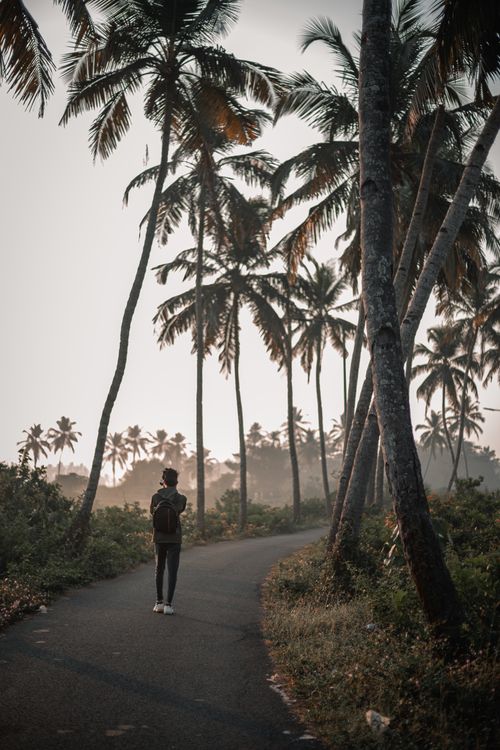 Free A lone traveler walks on a winding road flanked by palm trees in a misty Goa morning. Stock Photo