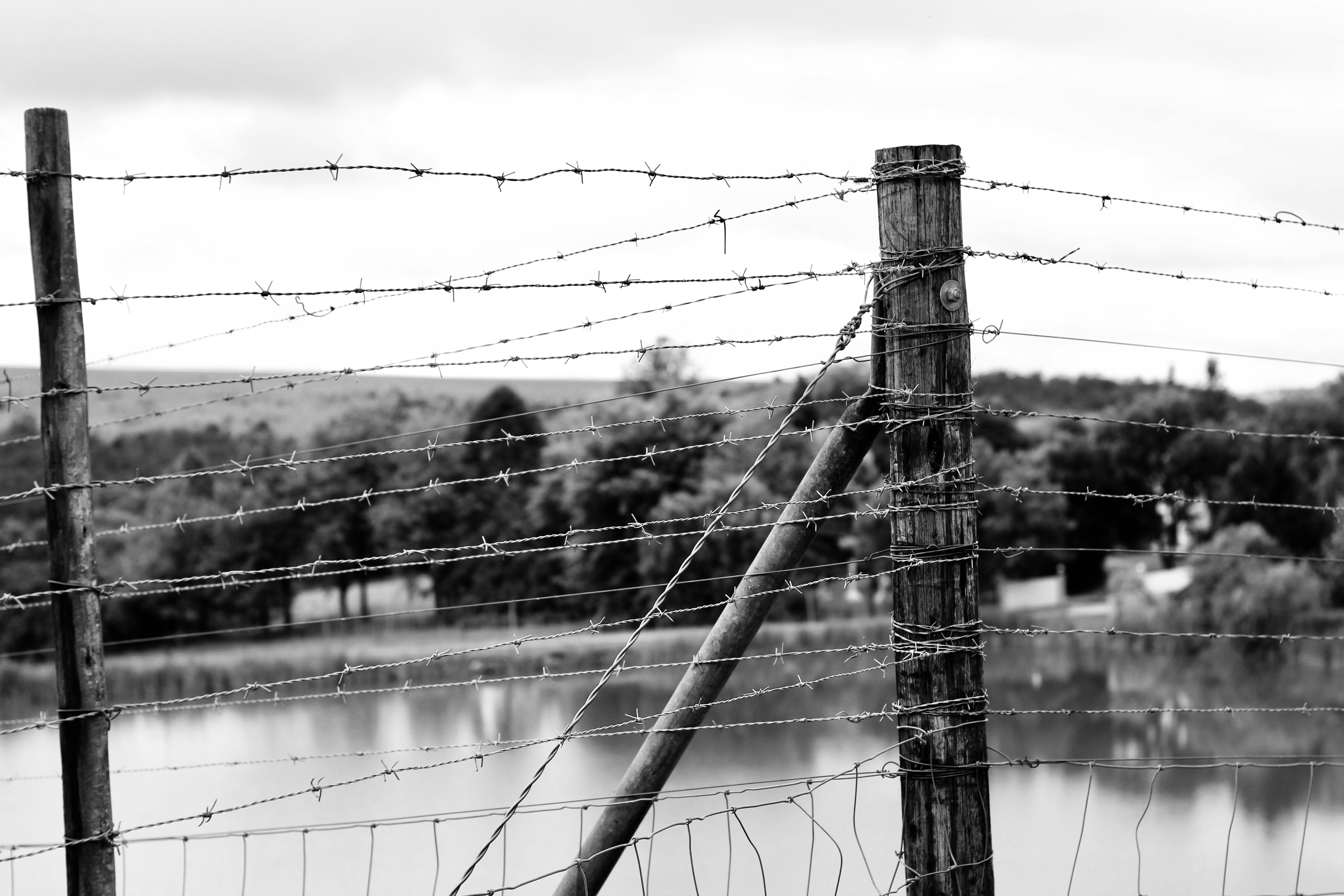 Free stock photo of black and white, fence, wire