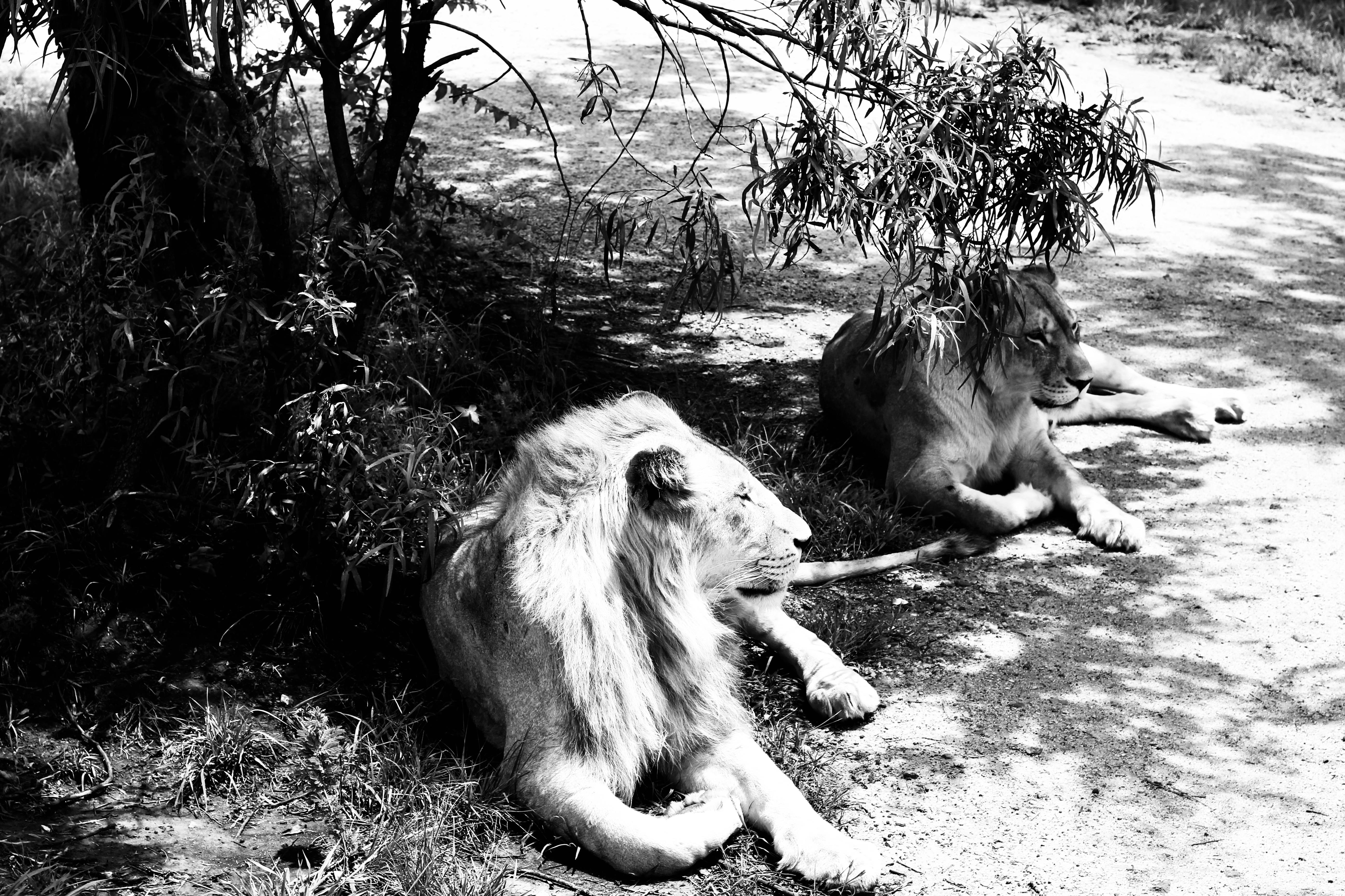 Free stock photo of black and white, lion, nature