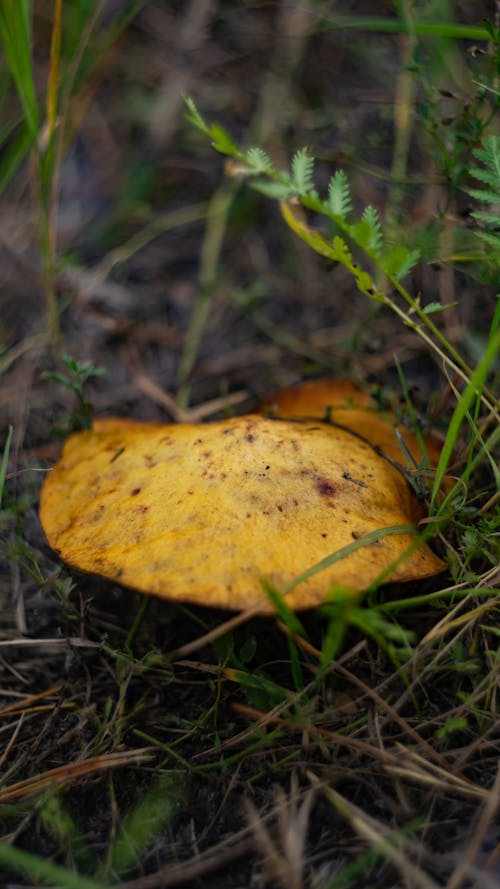Close-up Photo of Mushroom