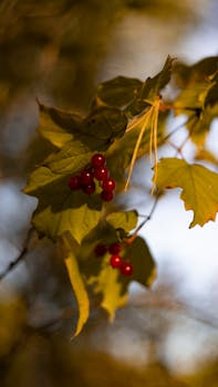 Close-up of vivid red berries nestled among autumn leaves in natural light.