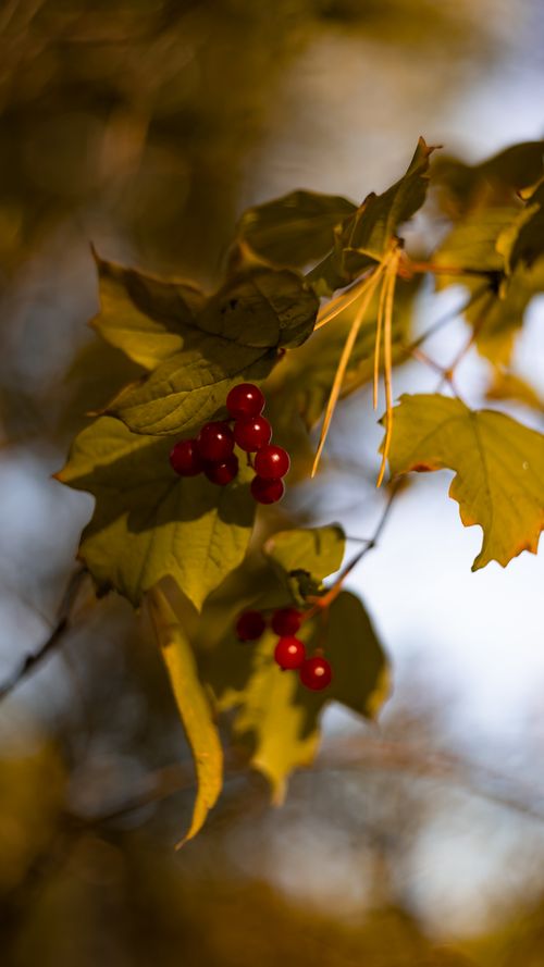 Free Close-up of vivid red berries nestled among autumn leaves in natural light. Stock Photo