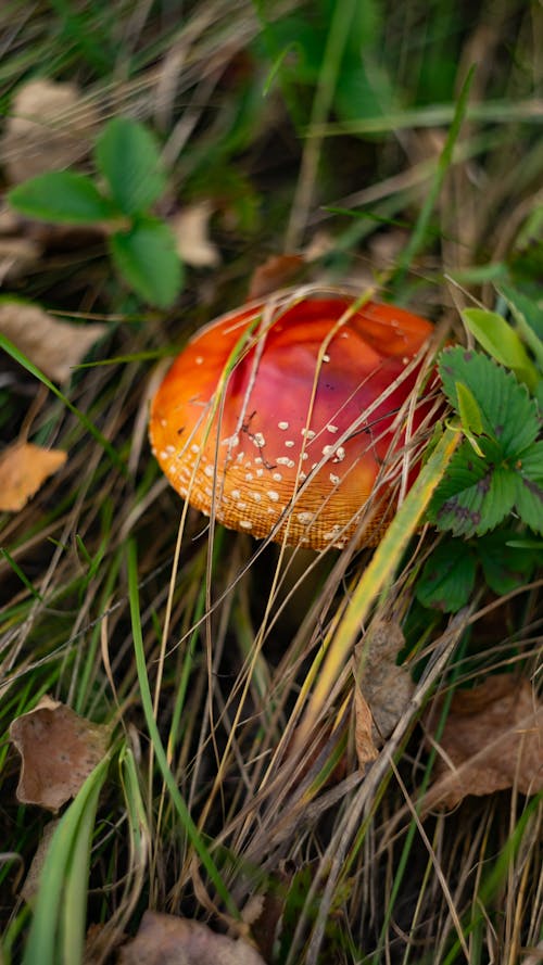 Mashroom in Forest 