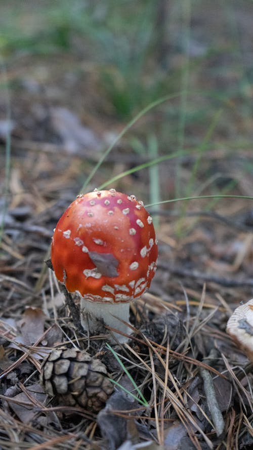 Free Fly Agaric Mushroom in Close-up Photography Stock Photo