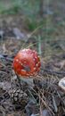 Red and White Mushroom on Brown Dried Leaves