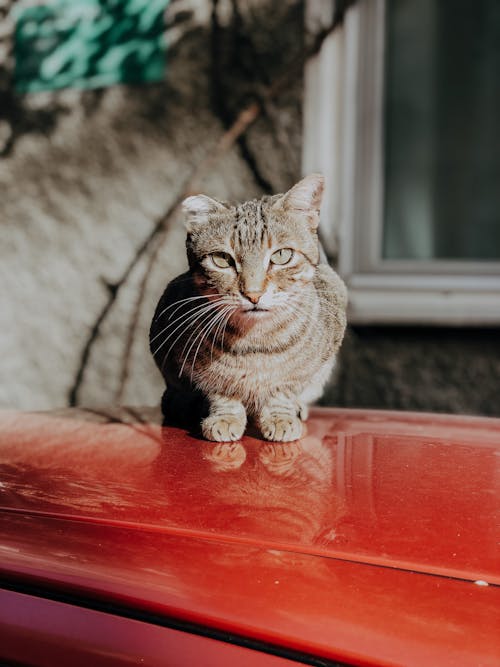 Brown Tabby Cat Sitting on the Car Roof