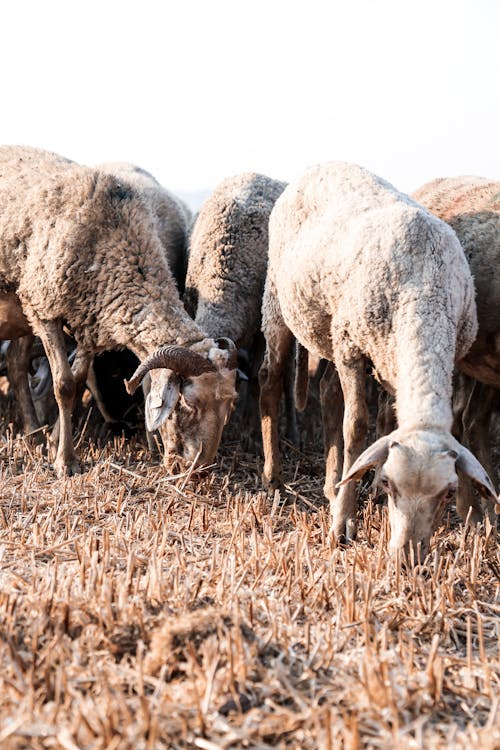 Immagine gratuita di animale, azienda agricola, mammiferi