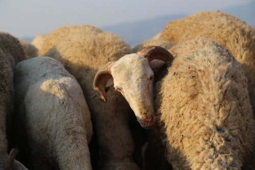 Darmowe zdjęcie z galerii z owca, rogi, zwierzęta domowe
