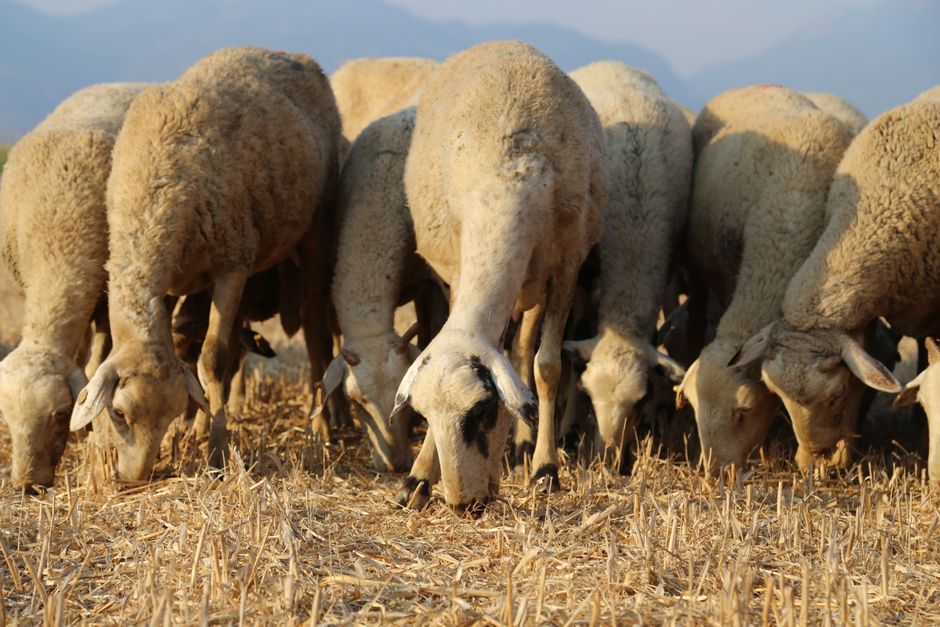 A group of sheep grazing on stubble in an open field during daylight.
