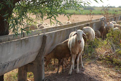 Herd of Sheep in a Field