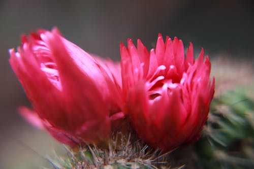 Free stock photo of beautiful flowers, pink flowers