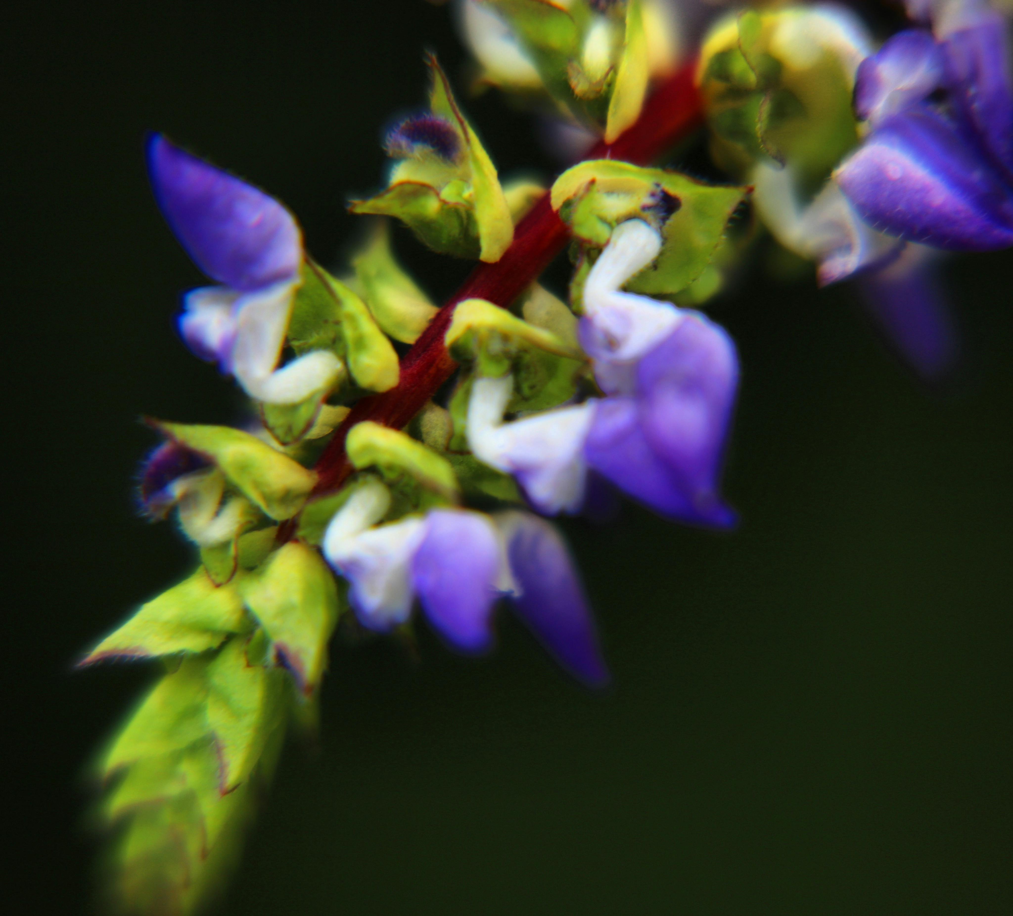 ハワイアン ハワイアンフラワー 紫色の花の無料の写真素材