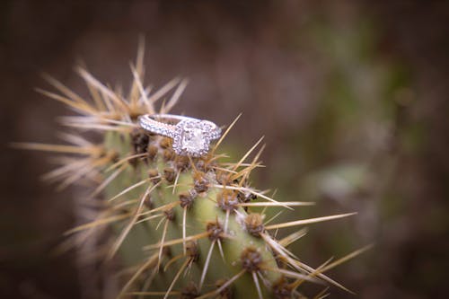 Foto stok gratis cincin kawin, tanaman kaktus