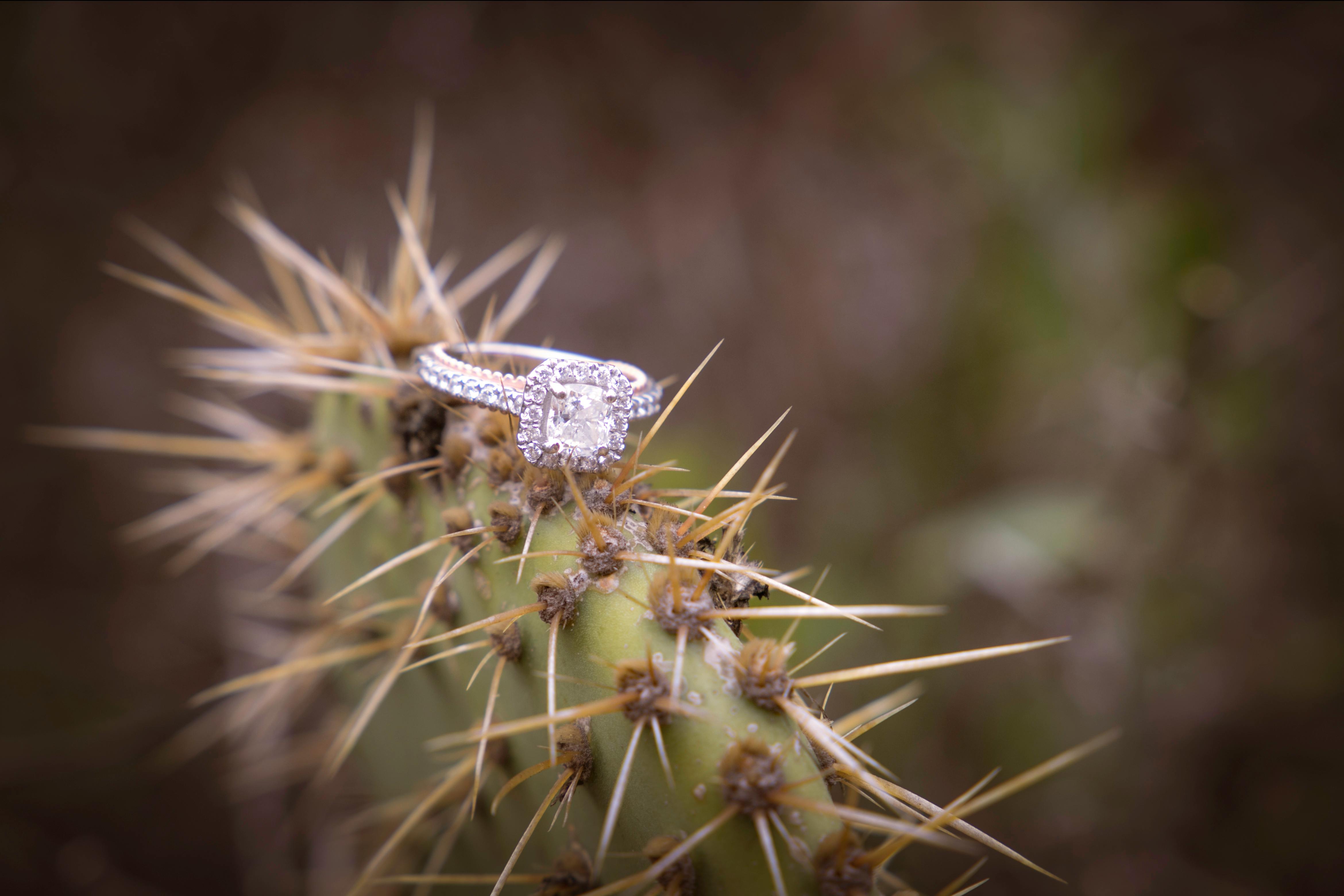 Free stock photo of cactus plant, wedding rings