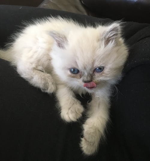 Free stock photo of white persian kitten