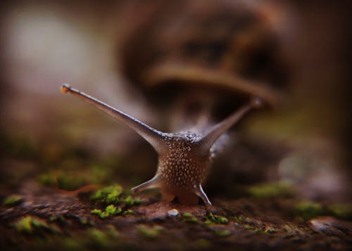 Photos gratuites de macro escargot, photo macro