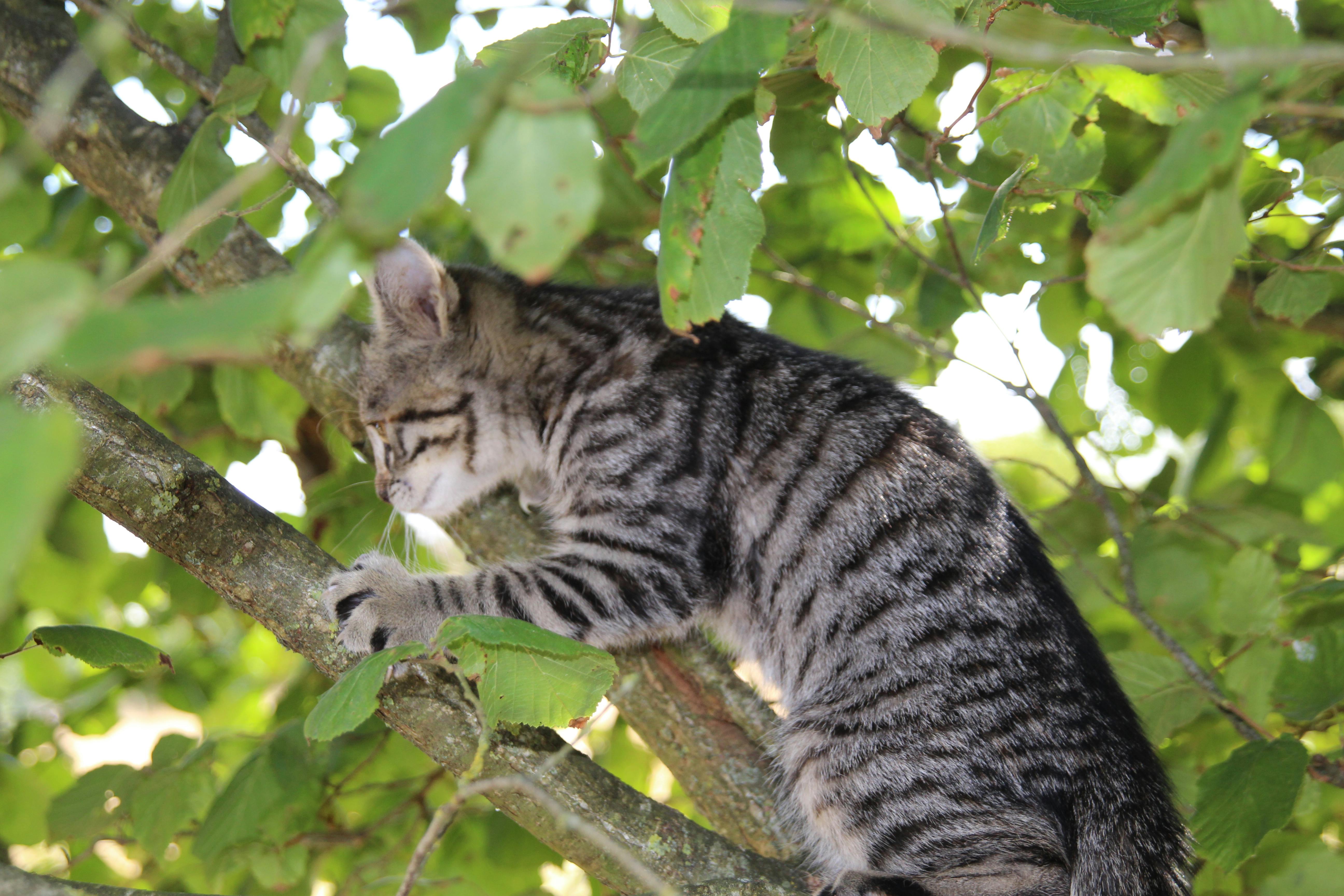 Free stock photo of cat, Cat in a tree, kitten