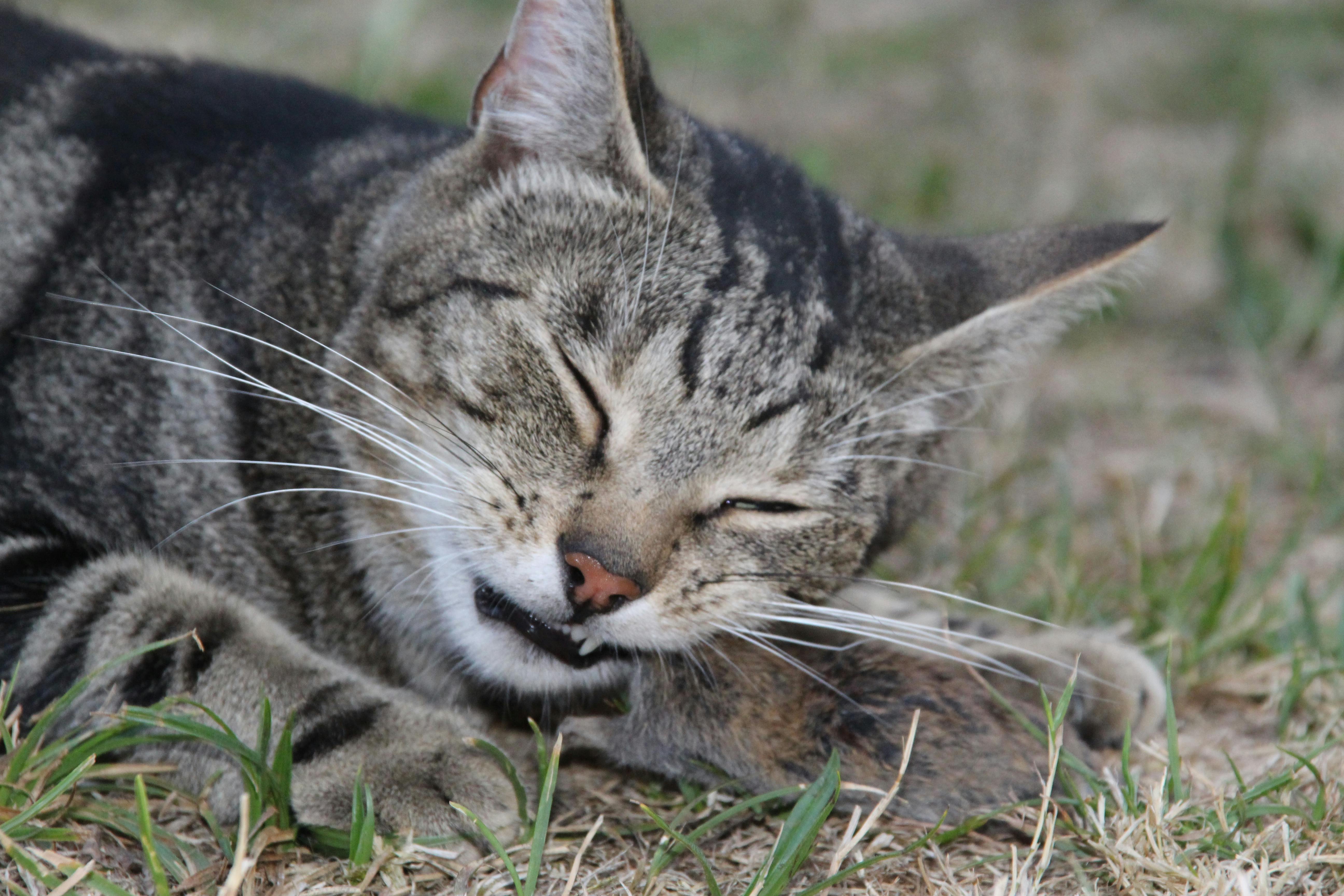 Free stock photo of cat, eating, hunter
