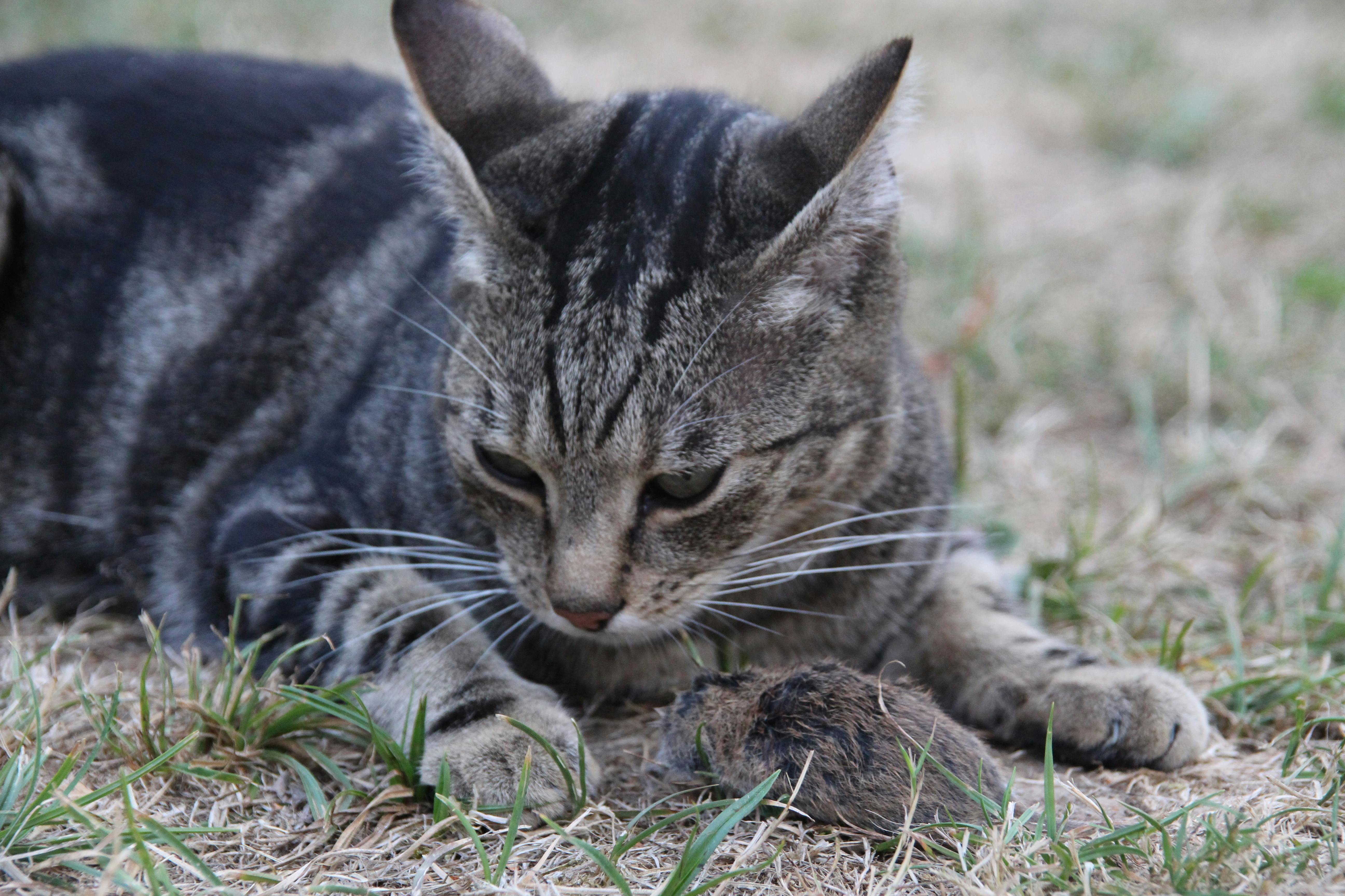 Free stock photo of cat, hunter, mouse