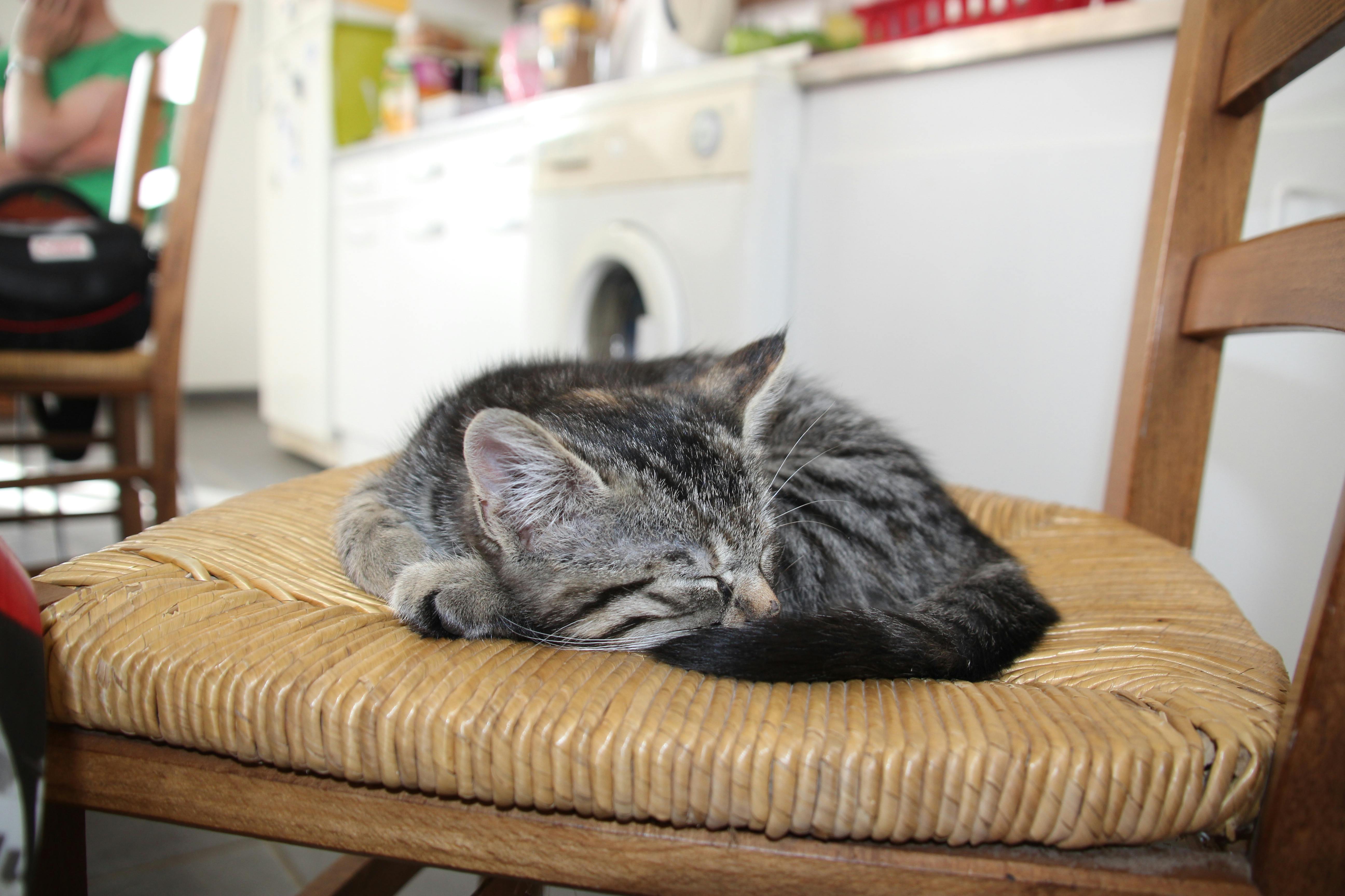 Free stock photo of cat, cat on a seat, curled up