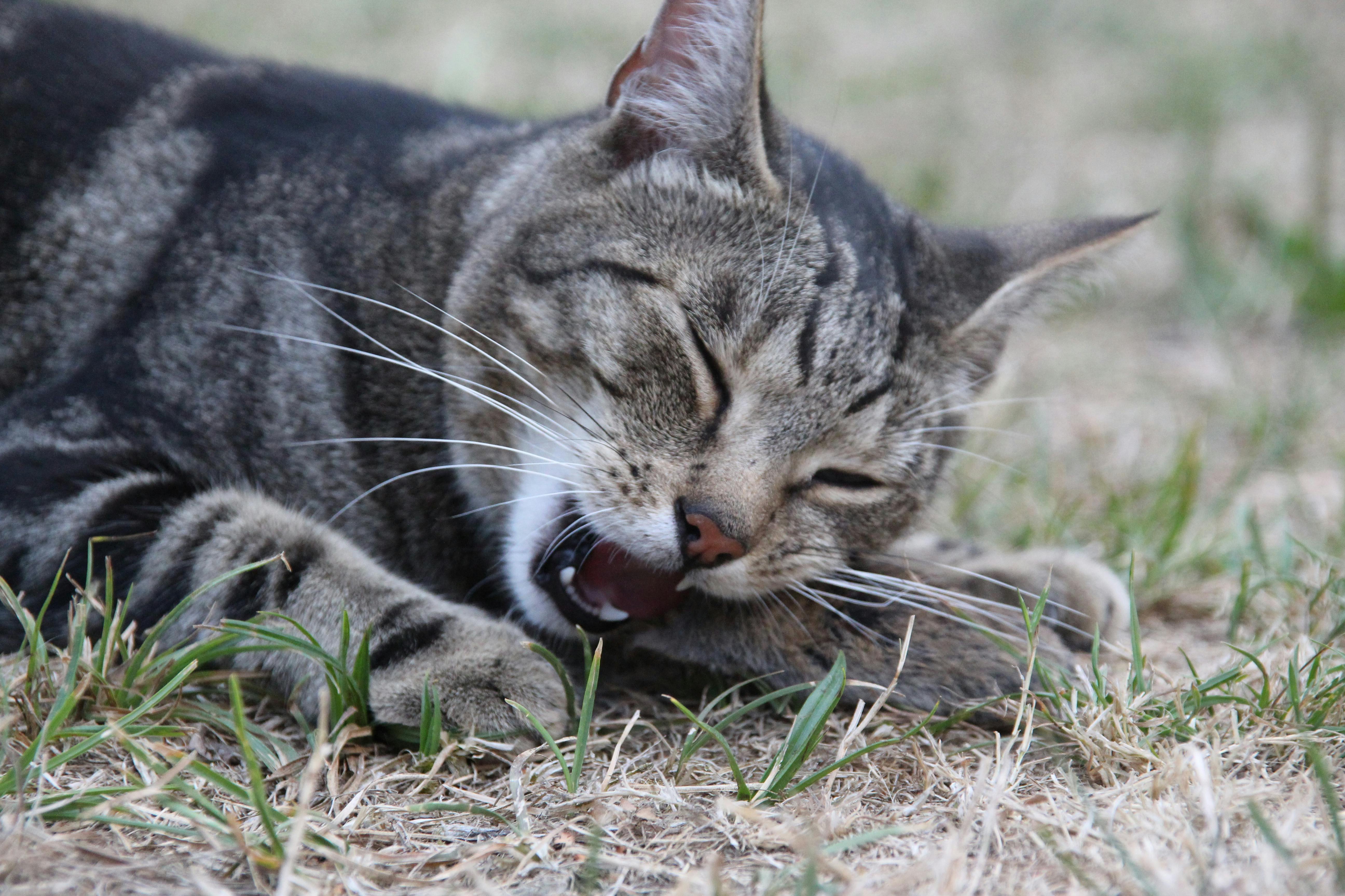 Free stock photo of cat, eating, hunter