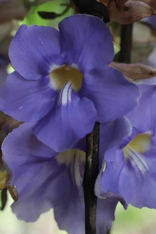 Free stock photo of purple flower