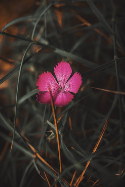 天性, 廠, 戶外 的 免費圖庫相片