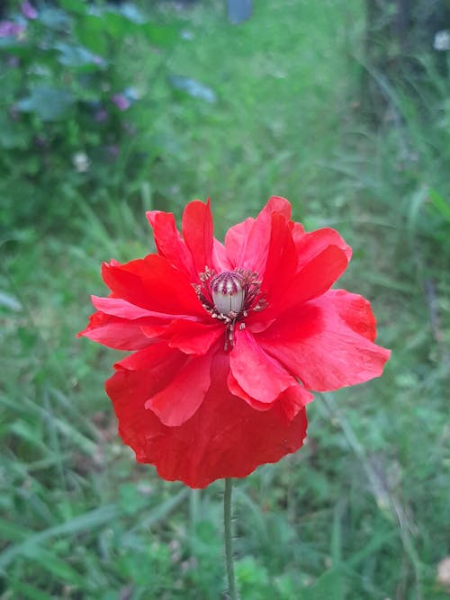 Red Flower in Close Up Photography