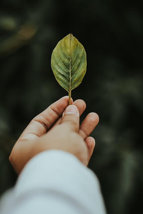 Ondiepe Focusfotografie Van Een Persoon Die Een Groen Blad Vasthoudt