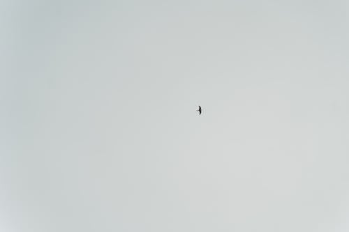 Black and White Photo of a Bird Flying on the Sky