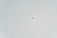 Black and White Photo of a Bird Flying on the Sky