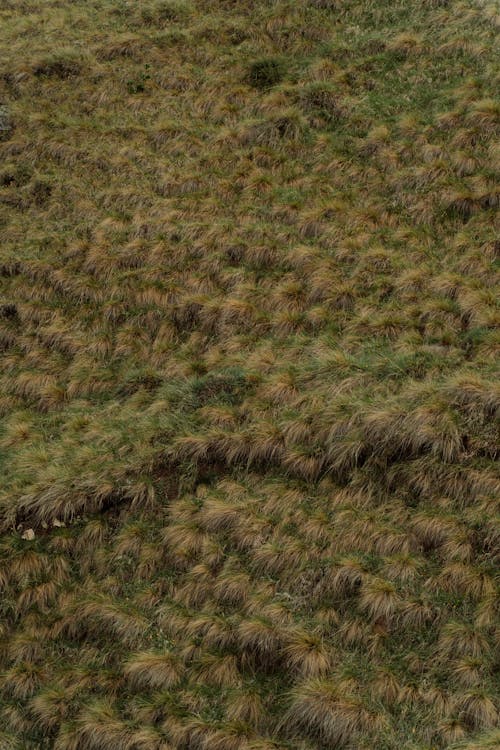 Aerial Footage of Grassland 