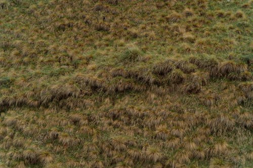 High Angle Shot of Shrubs 