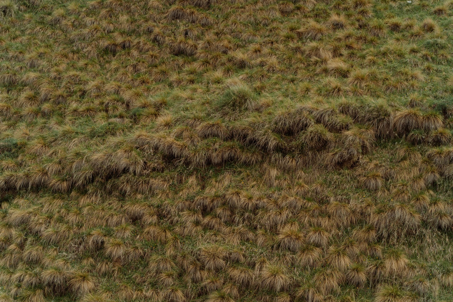 High Angle Shot of Shrubs